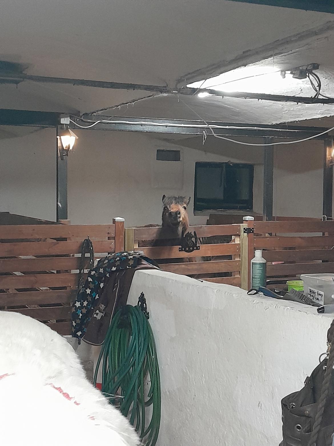 Shetlænder Thor - marts 2025 billede 40