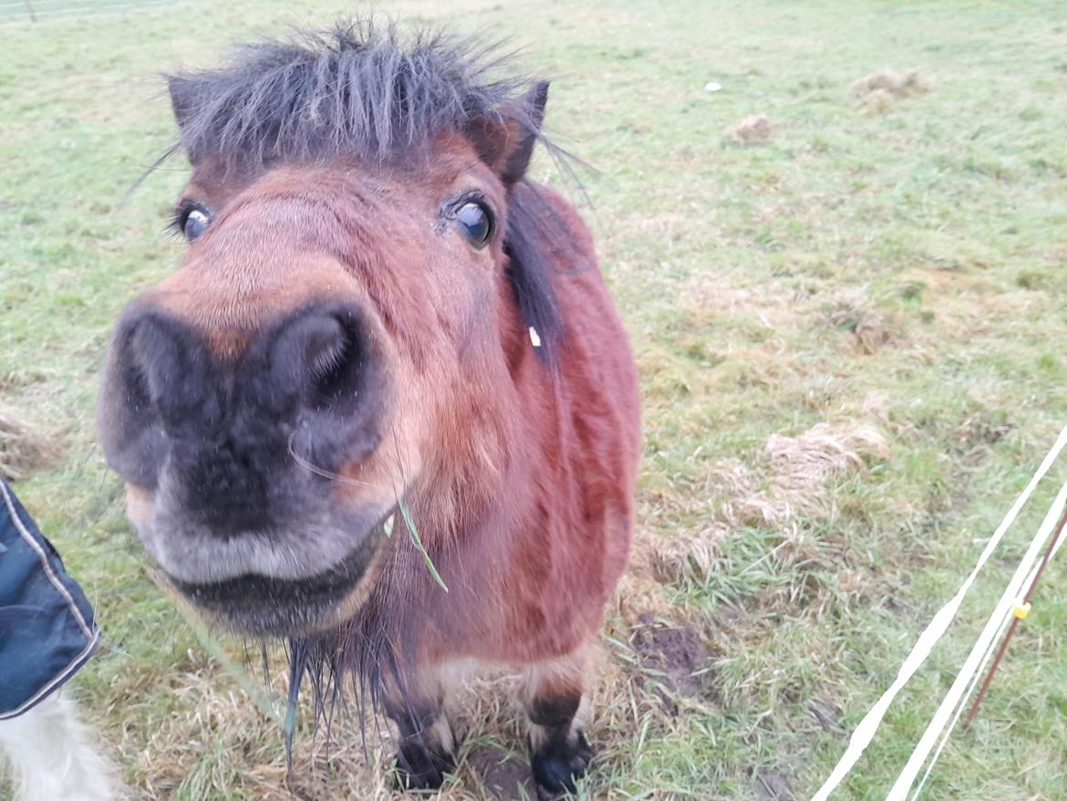 Shetlænder Thor - Februar 2025 billede 41