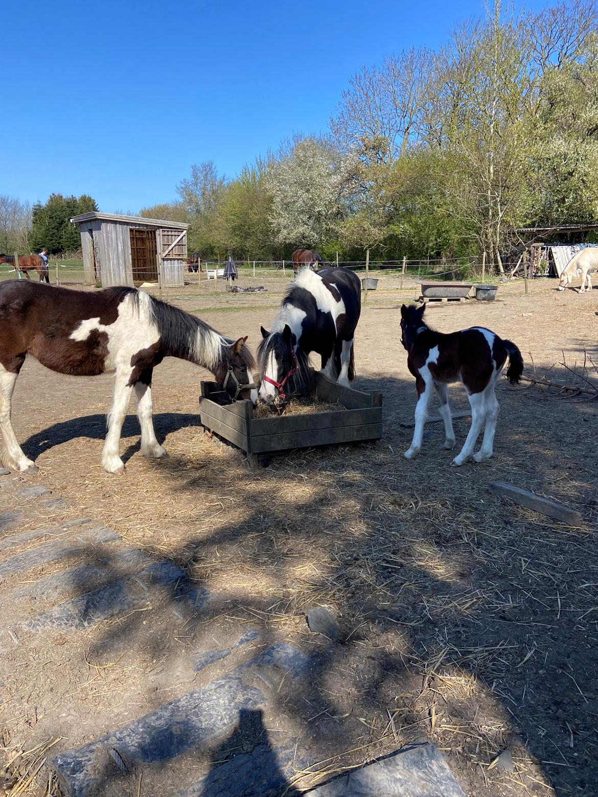 Tinker Saga billede 15