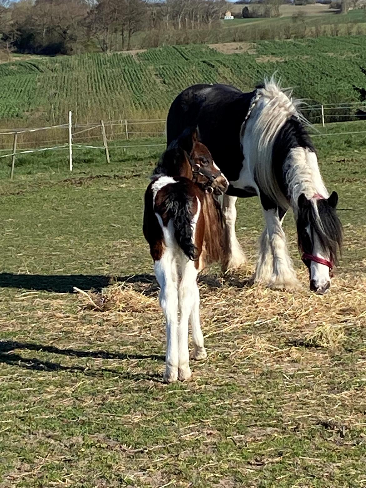 Tinker Saga billede 16