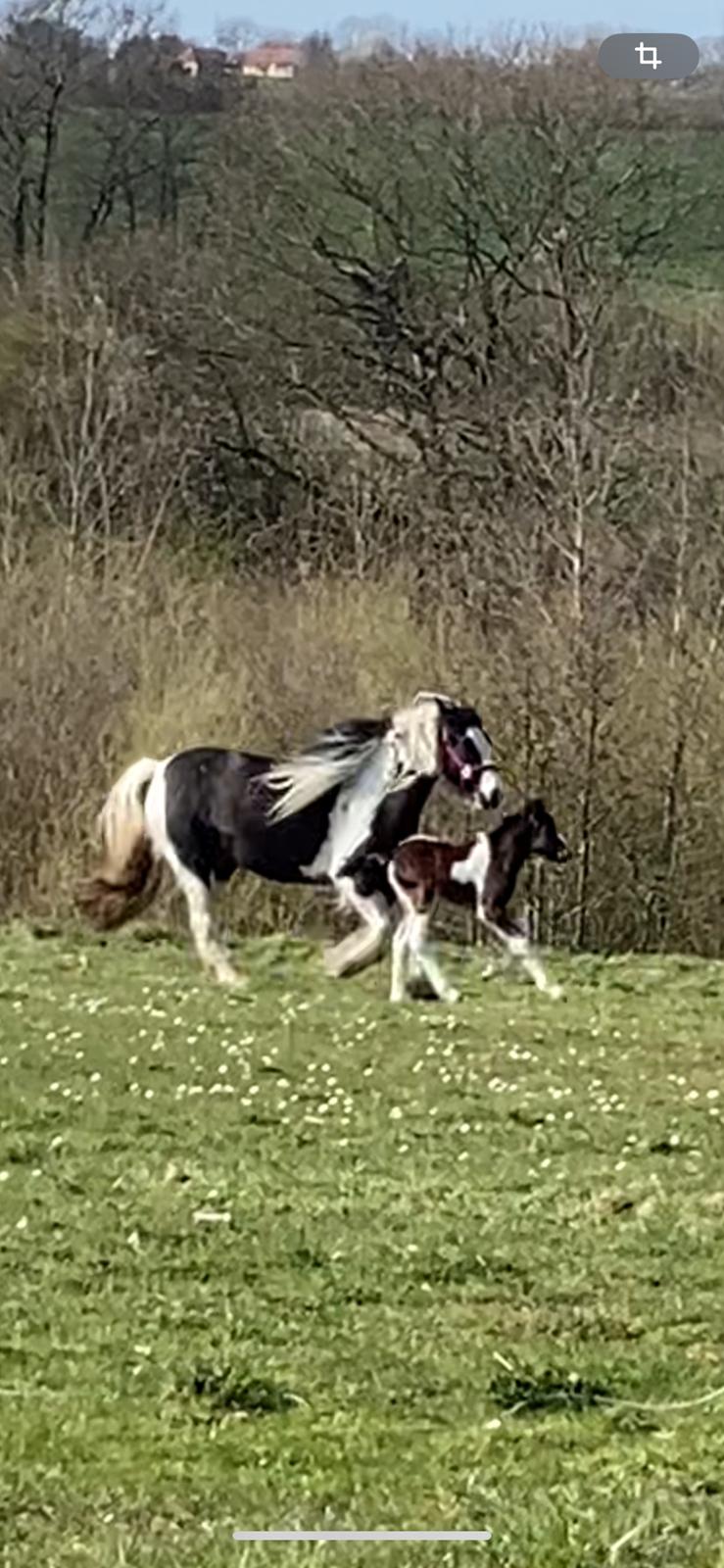 Tinker Saga billede 17