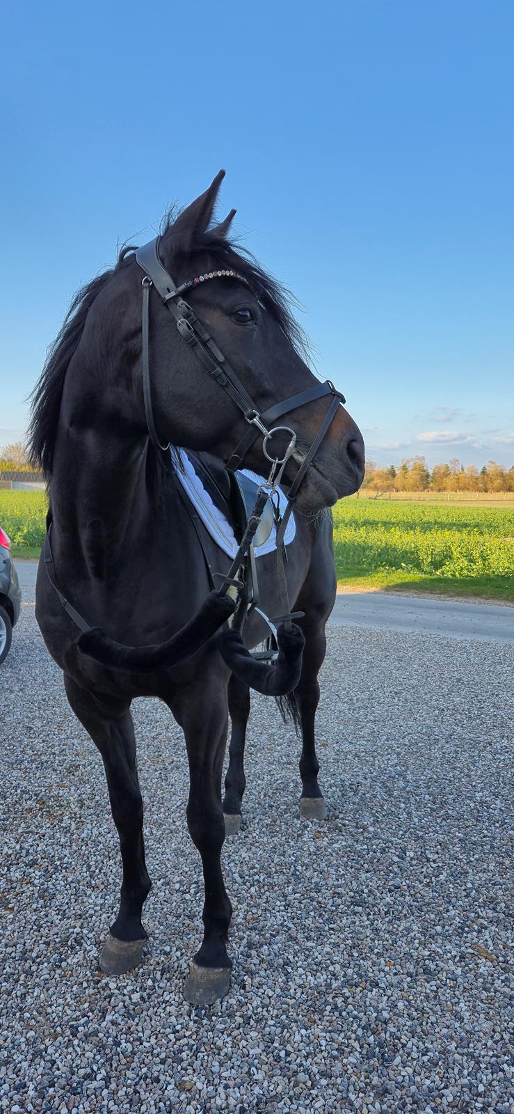 Traver Just Gardenia billede 9