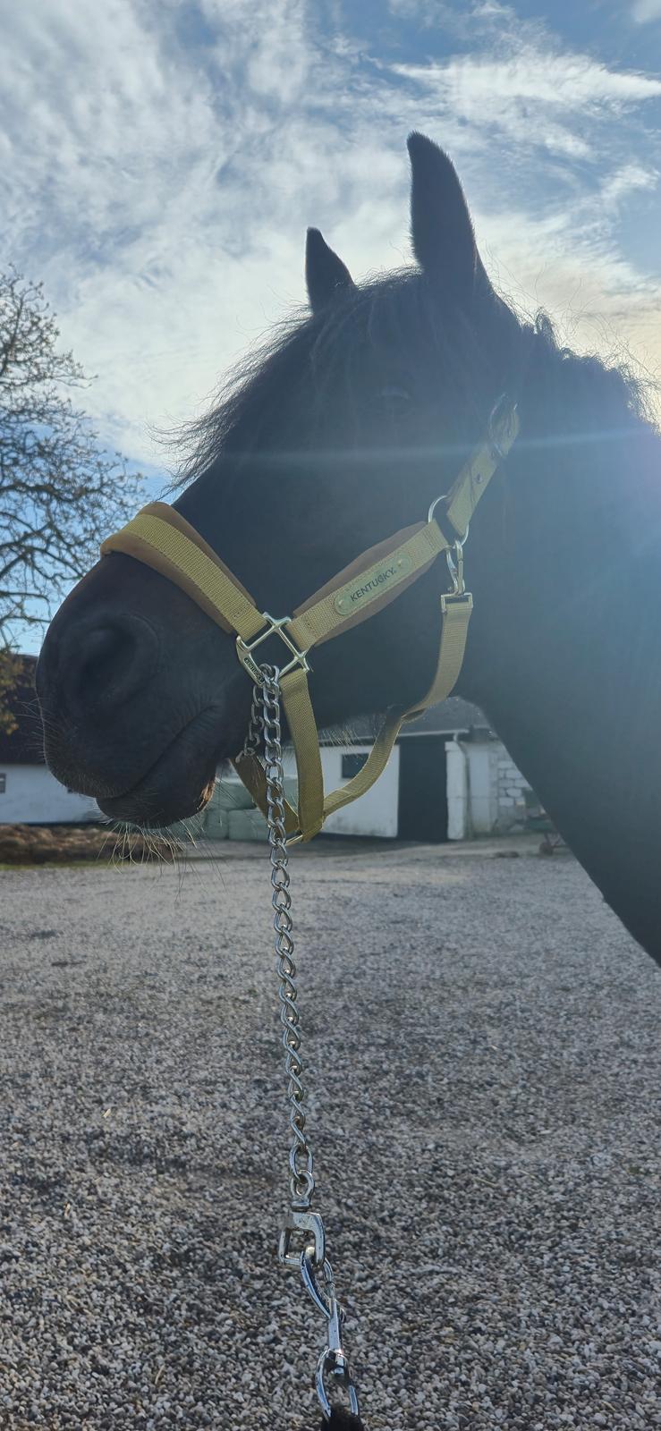 Traver Just Gardenia billede 11