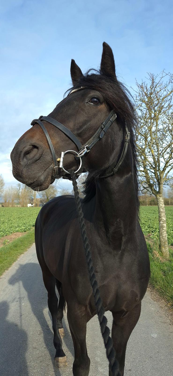 Traver Just Gardenia billede 10