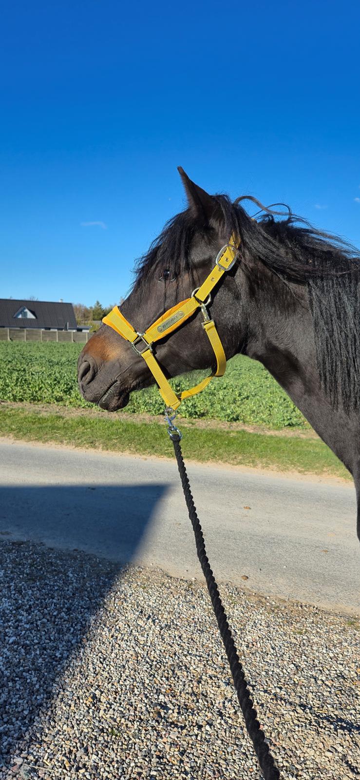 Traver Just Gardenia billede 12