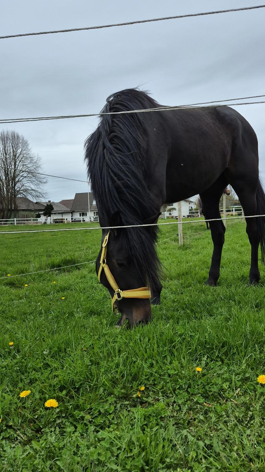 Traver Just Gardenia billede 14