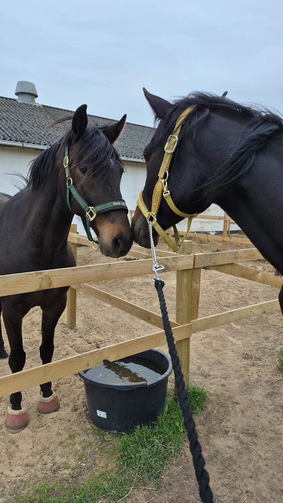 Traver Just Gardenia billede 13