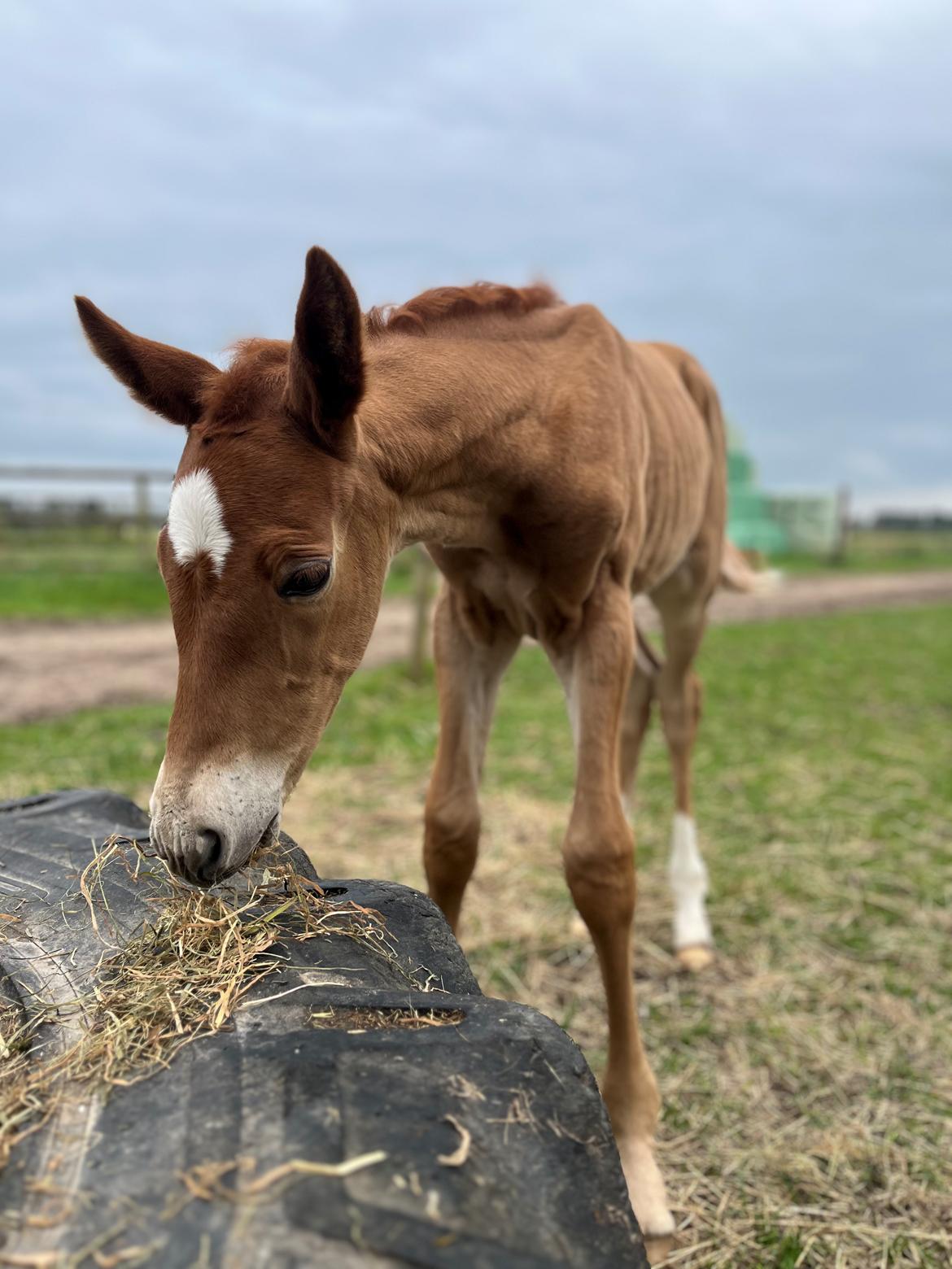Dansk Varmblod Maserati billede 1