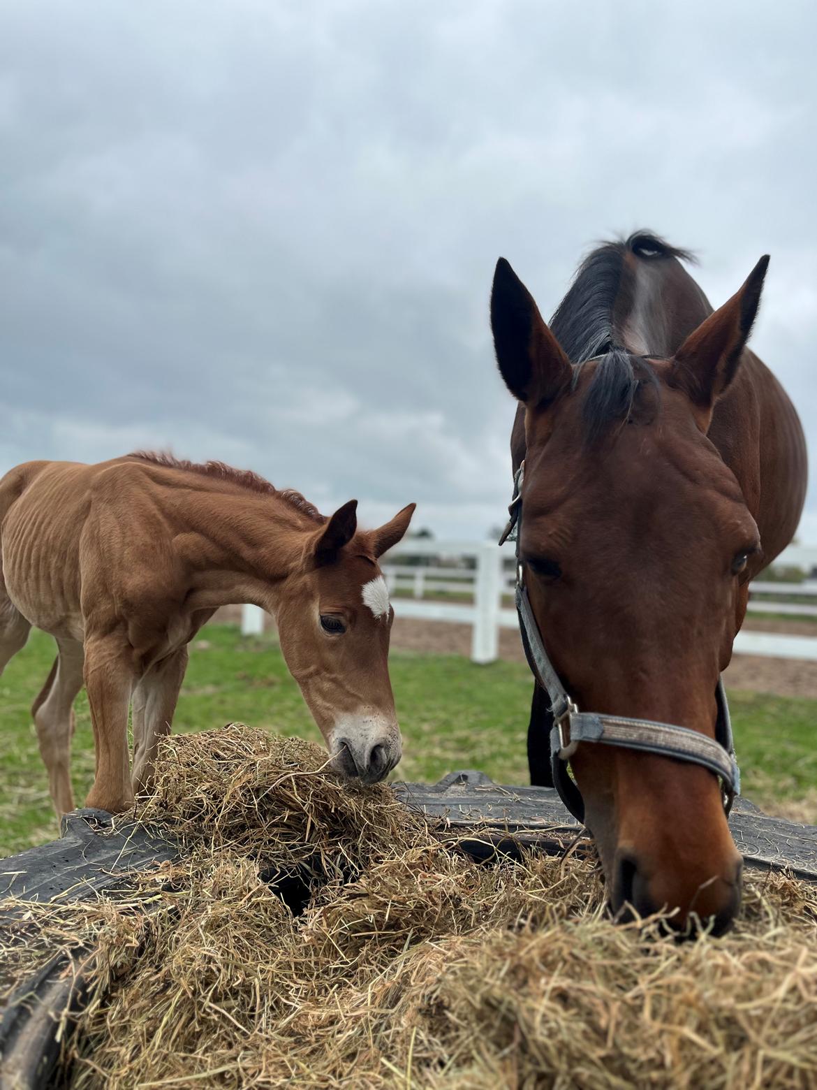 Dansk Varmblod Maserati billede 2