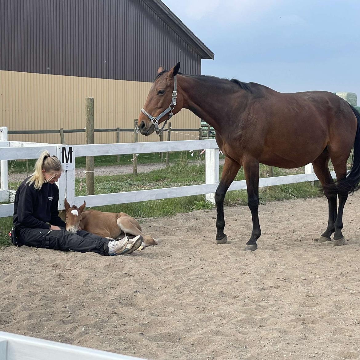 Dansk Varmblod Maserati billede 3