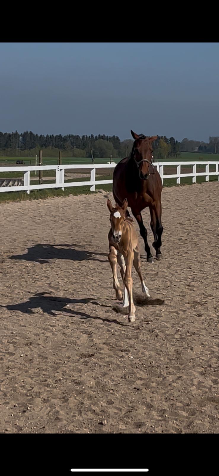 Dansk Varmblod Maserati billede 4
