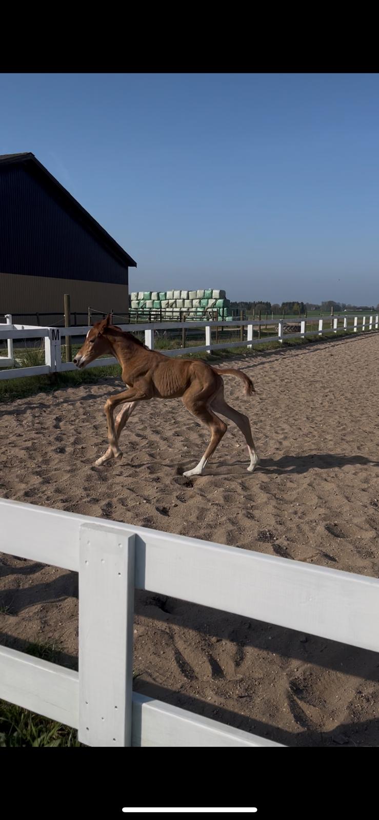 Dansk Varmblod Maserati billede 5