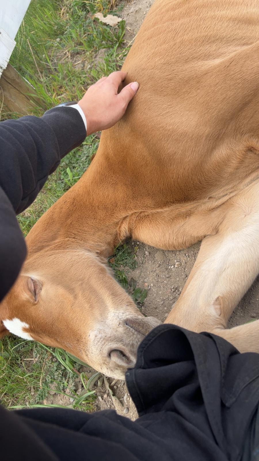 Dansk Varmblod Maserati billede 9