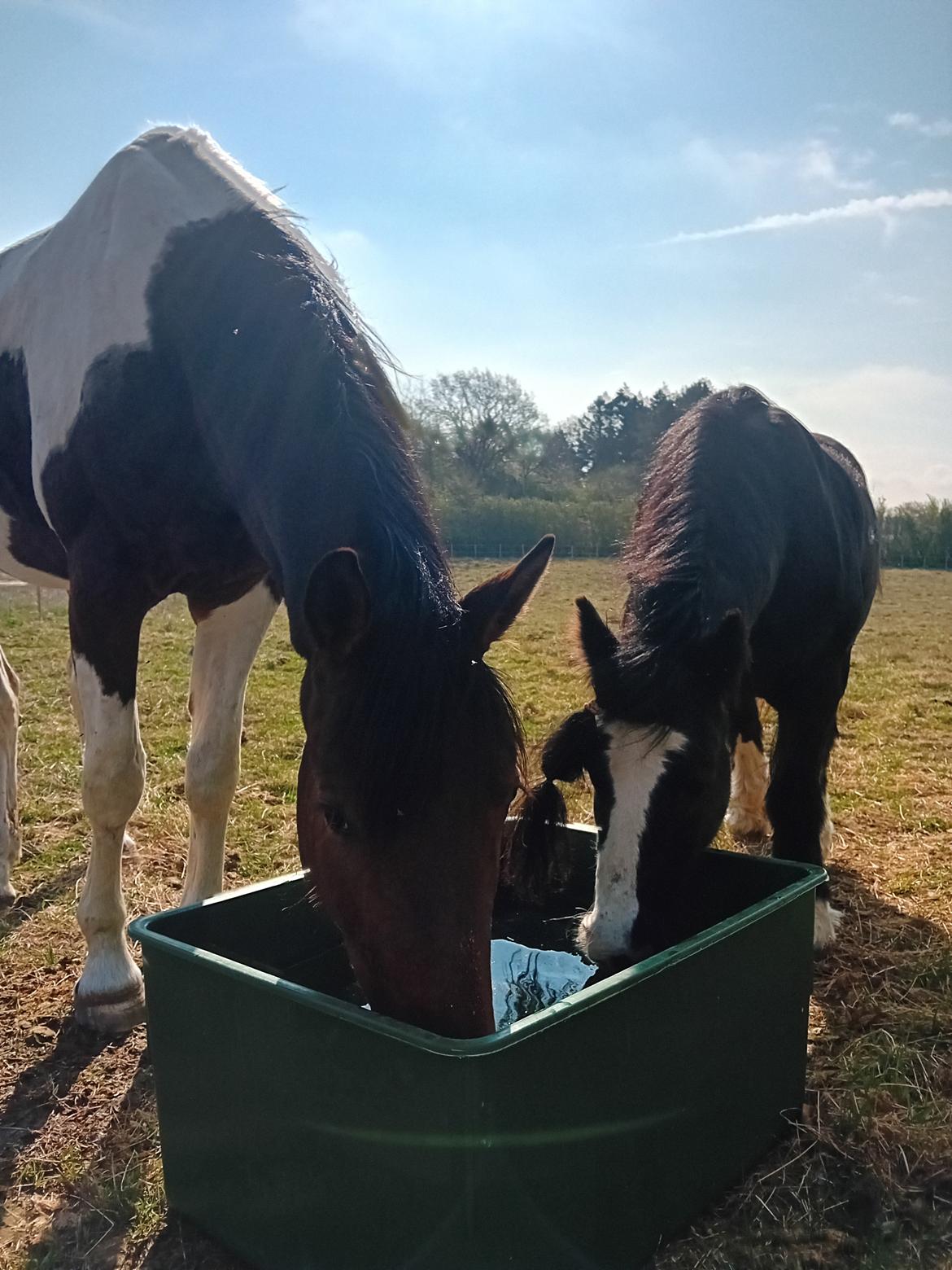Irish Cob White Stripe HIMMELHEST billede 6