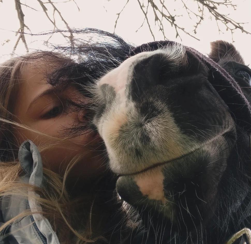 Irish Cob White Stripe HIMMELHEST billede 7