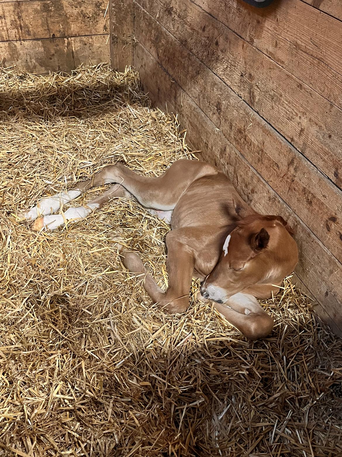Dansk Varmblod Maserati billede 6