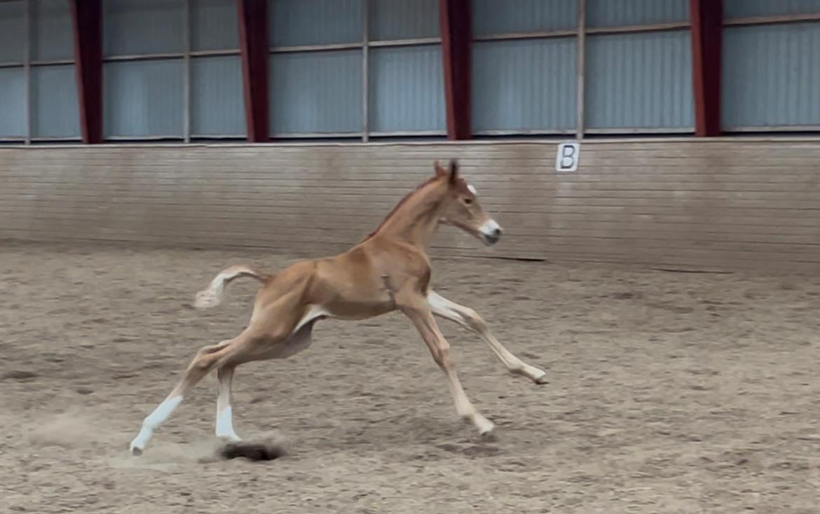 Dansk Varmblod Maserati billede 7