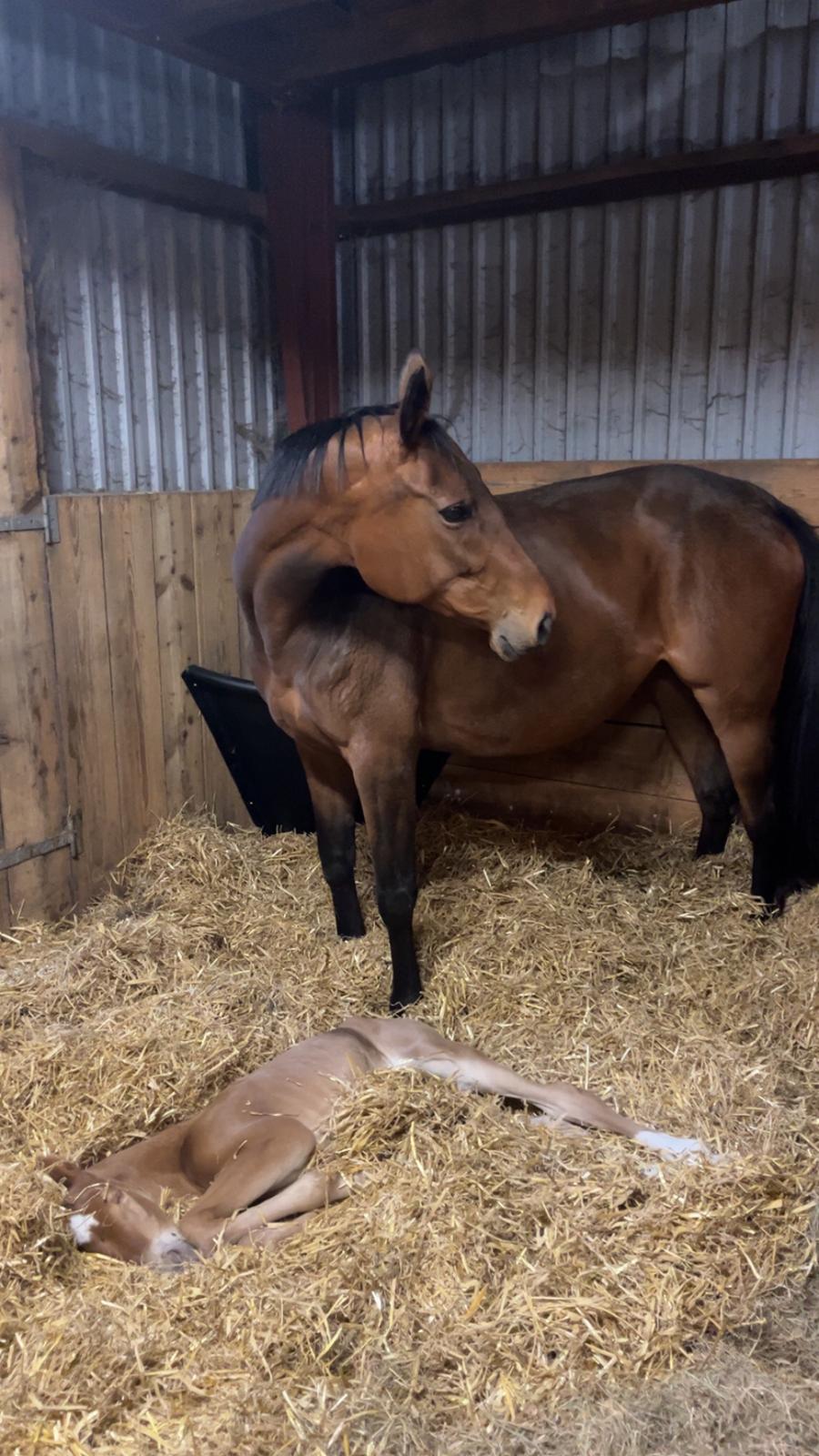 Dansk Varmblod Maserati billede 8