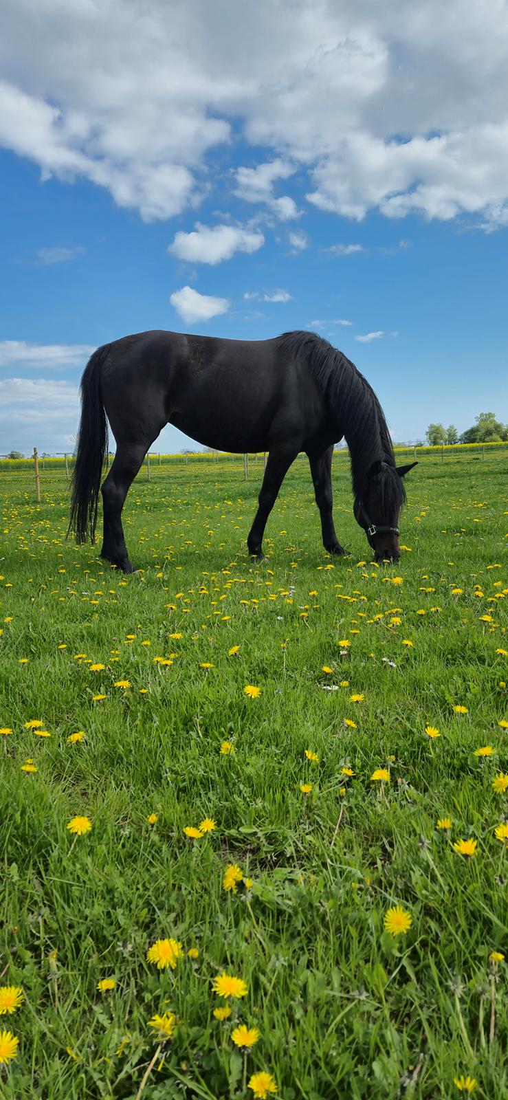 Traver Just Gardenia billede 2