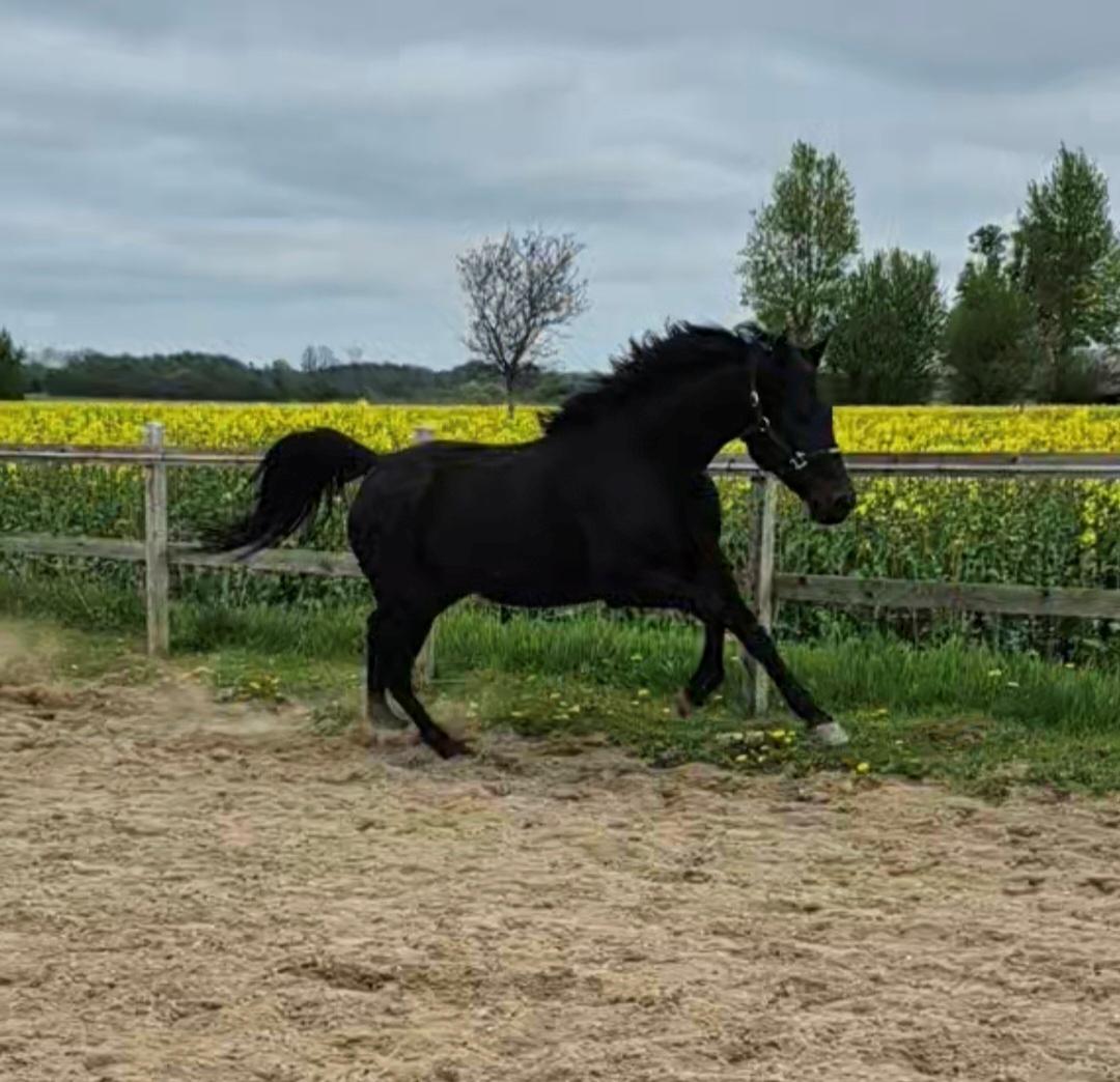 Traver Just Gardenia billede 6