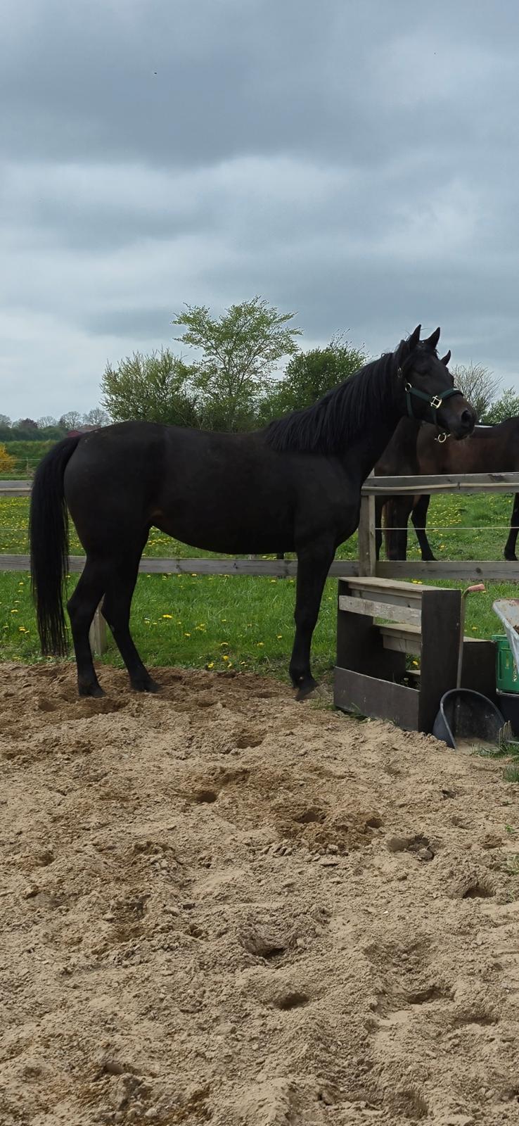 Traver Just Gardenia billede 7