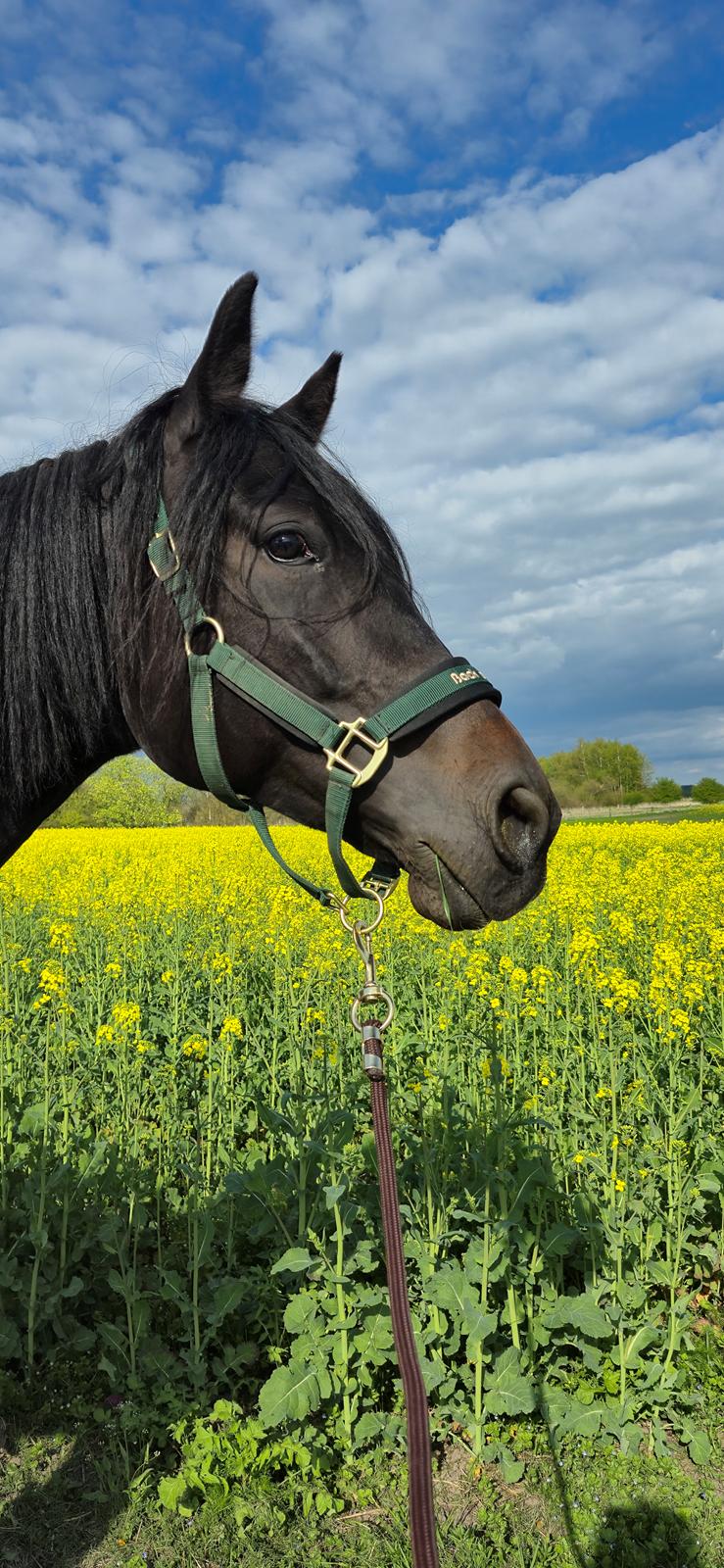 Traver Just Gardenia billede 15