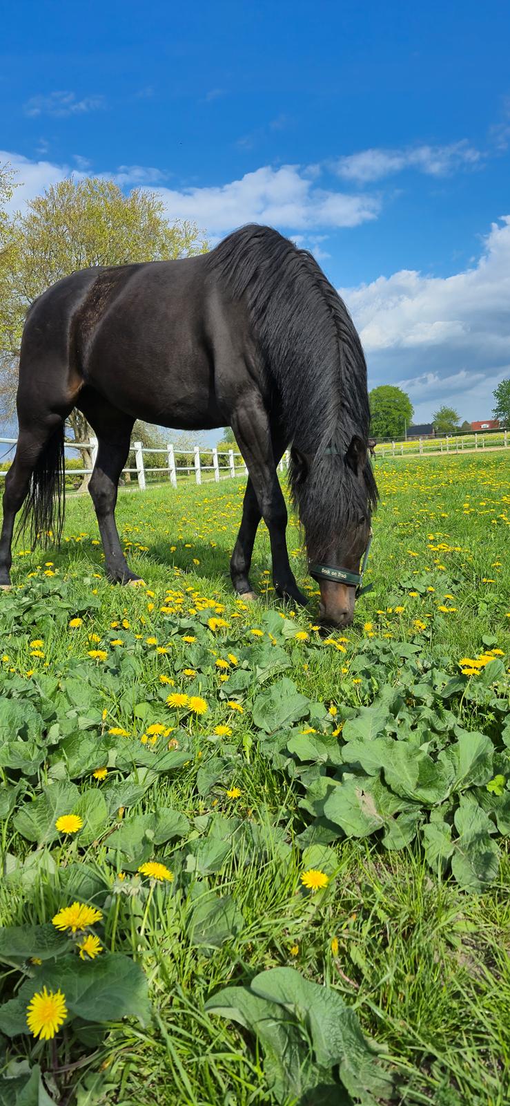 Traver Just Gardenia billede 3