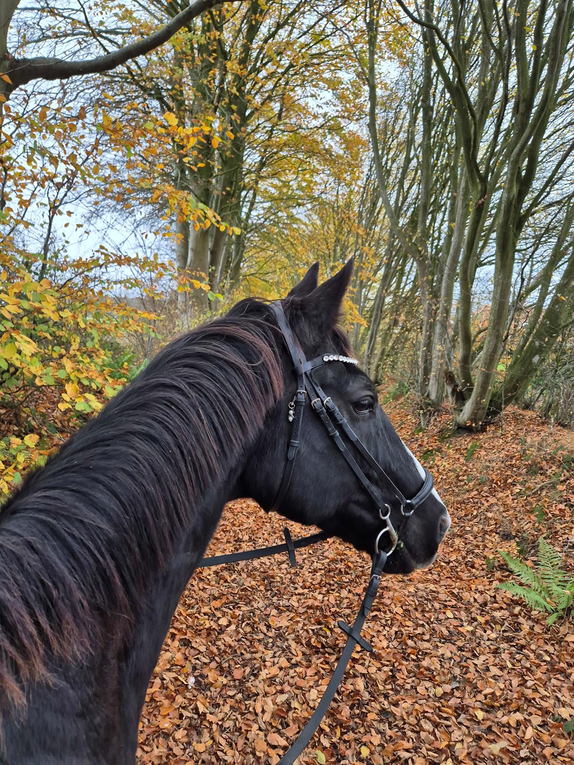 Dansk Varmblod Lero-Qvist billede 1