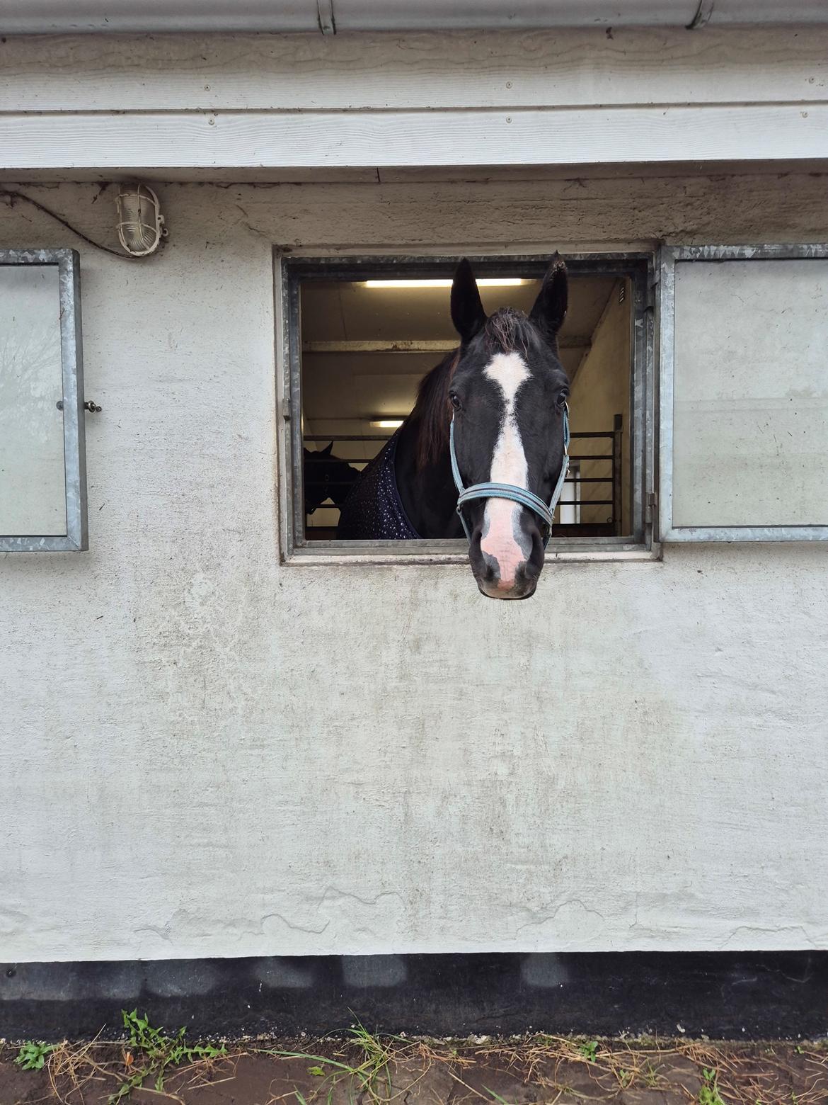 Dansk Varmblod Lero-Qvist billede 4
