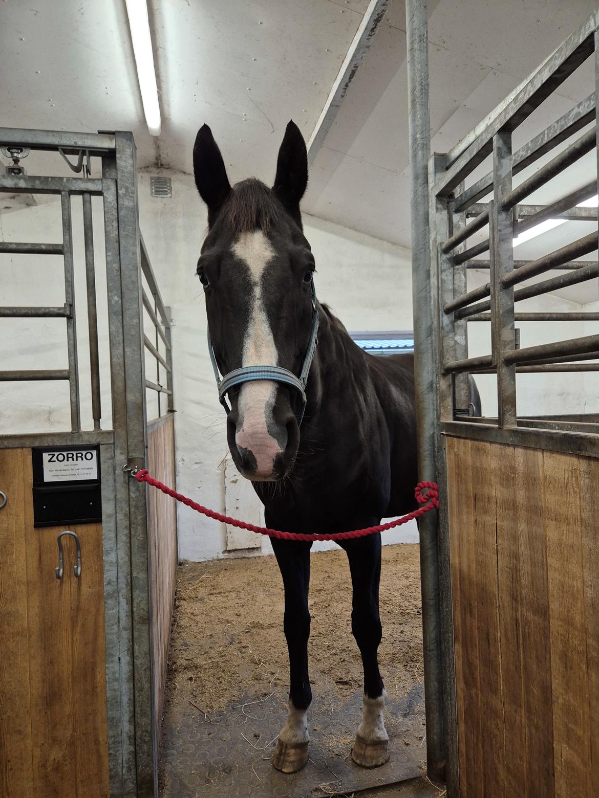 Dansk Varmblod Lero-Qvist billede 5