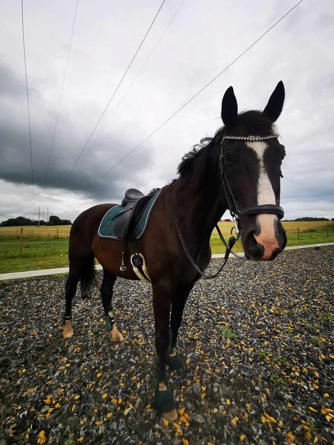 Dansk Varmblod Lero-Qvist billede 2