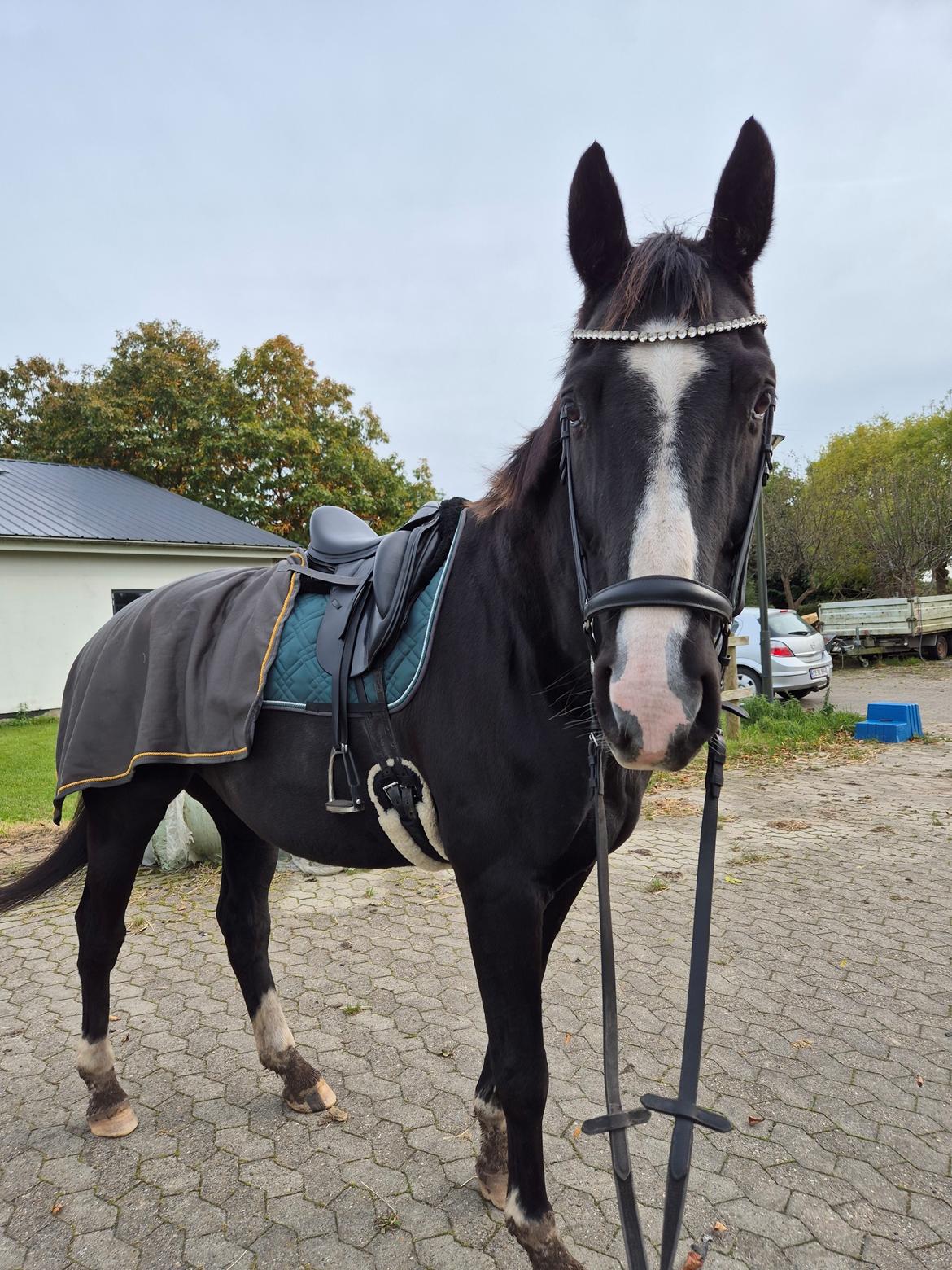 Dansk Varmblod Lero-Qvist billede 3