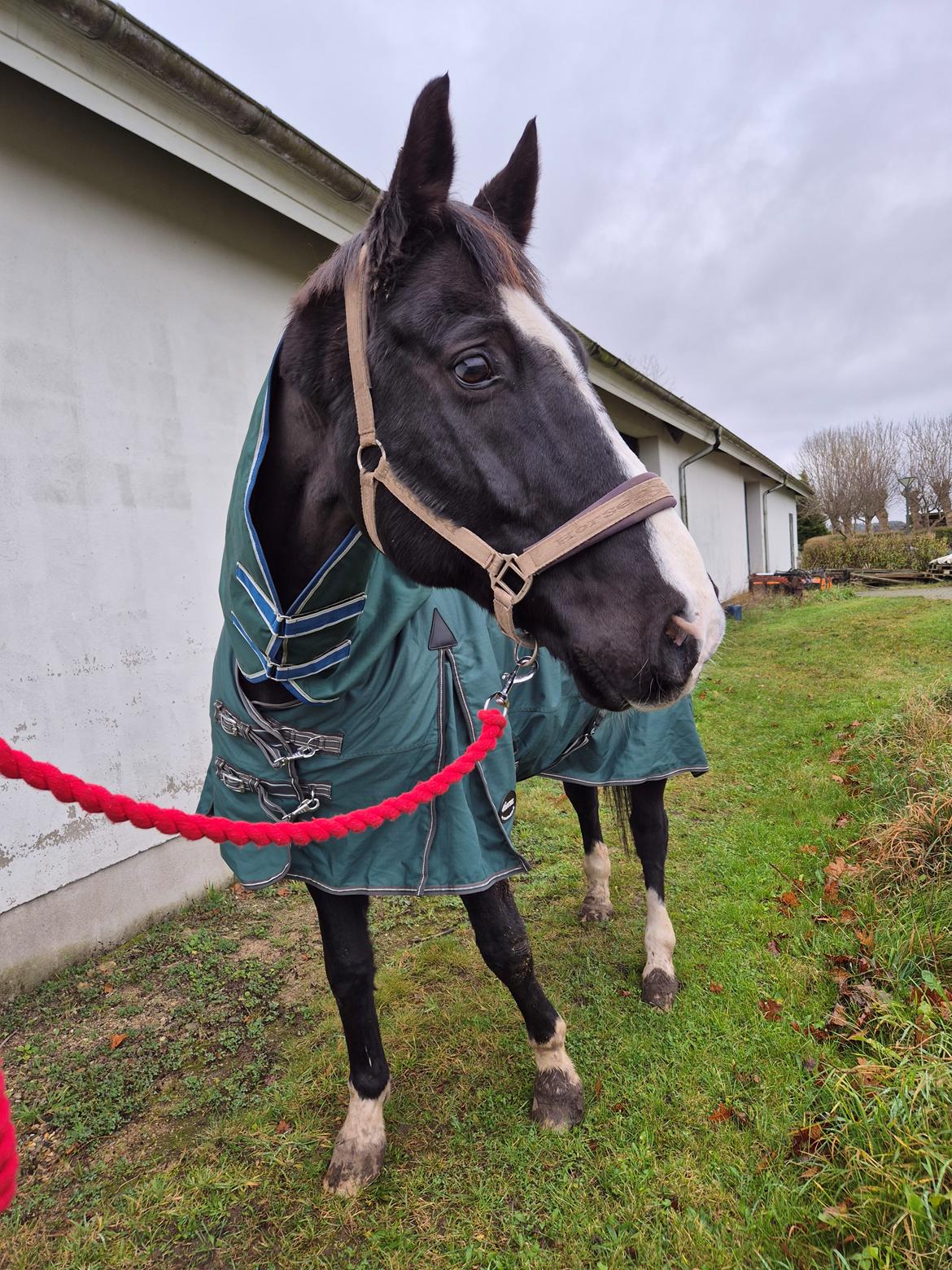 Dansk Varmblod Lero-Qvist billede 6