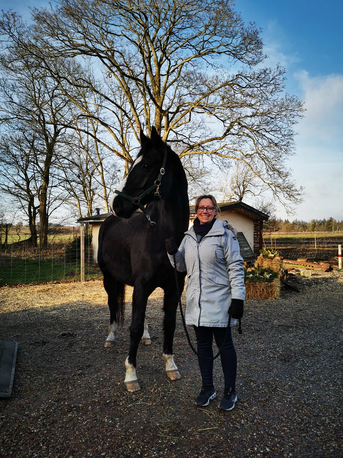 Dansk Varmblod Lero-Qvist billede 8