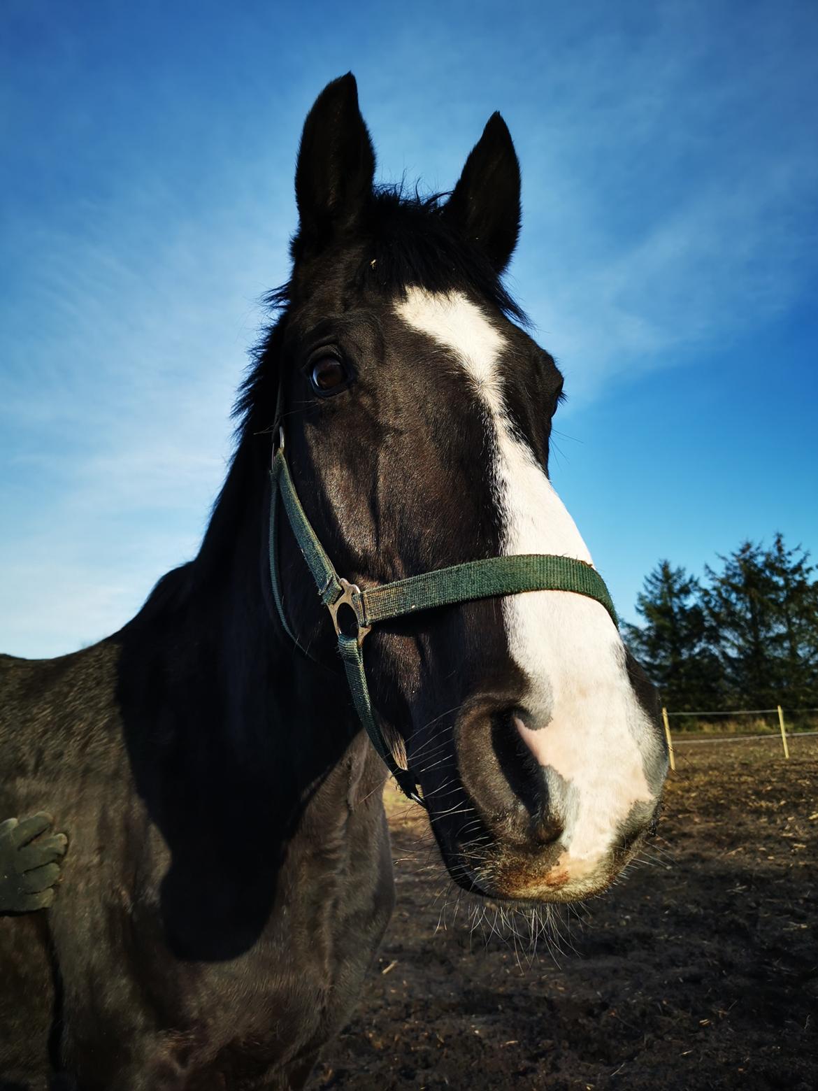 Dansk Varmblod Lero-Qvist billede 9