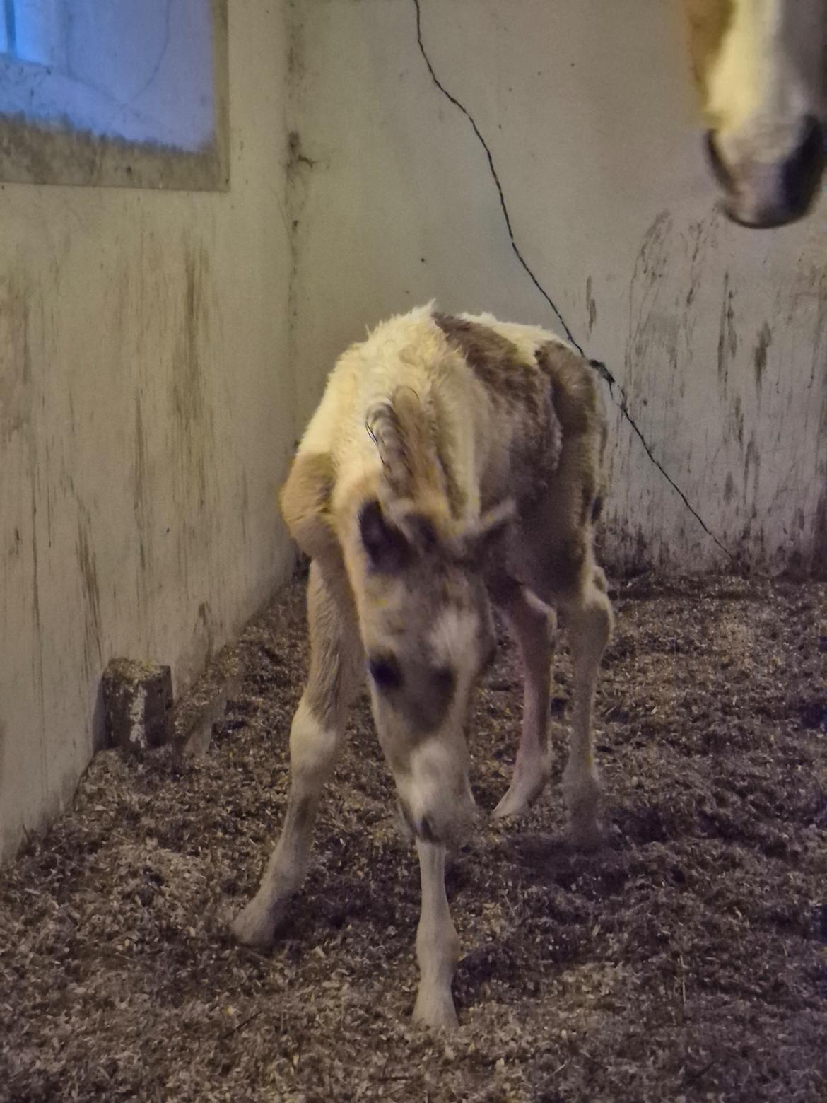 Welsh Partbred (Sec F) So Perfekt  billede 1