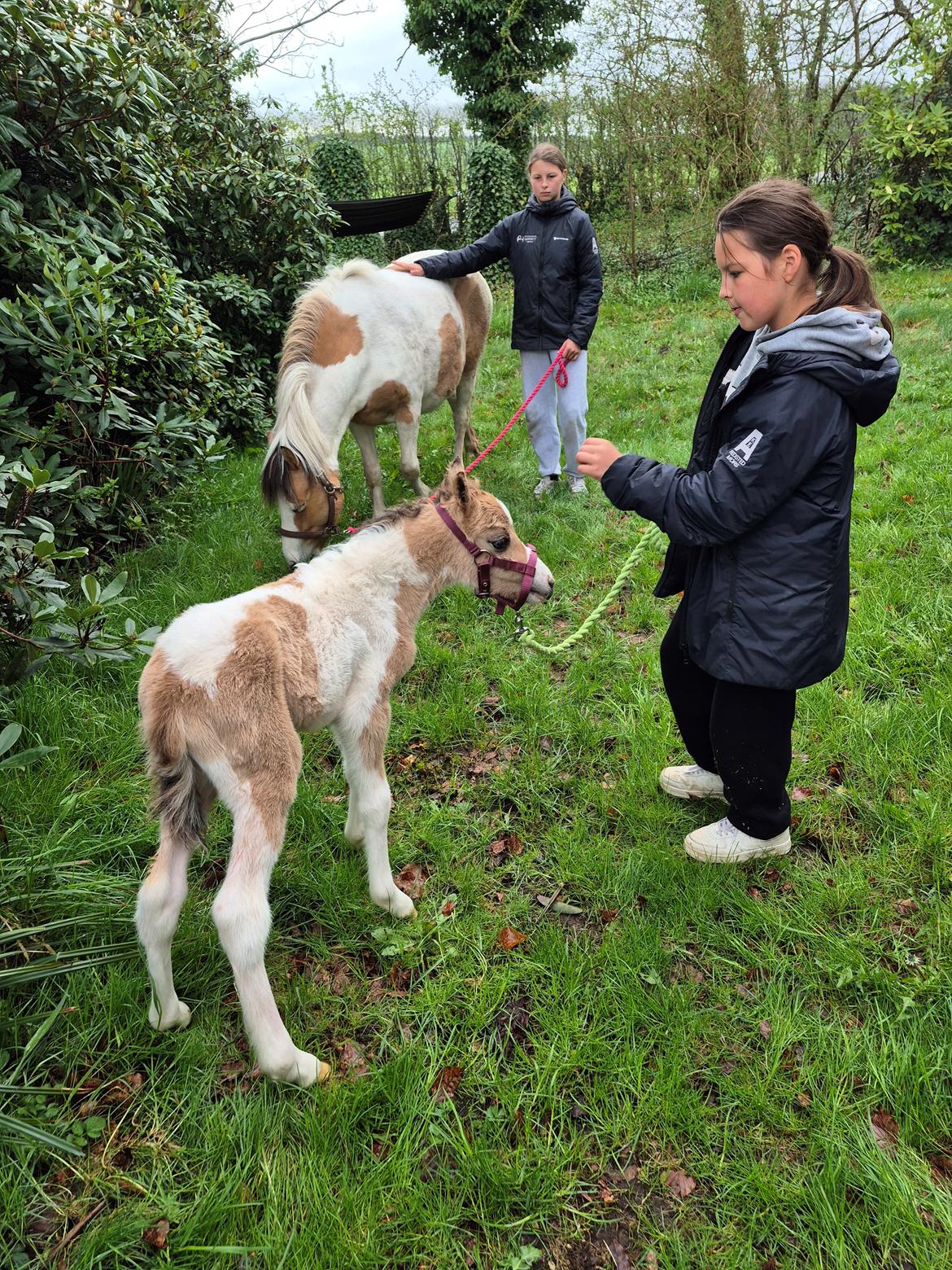 Welsh Partbred (Sec F) So Perfekt  billede 3