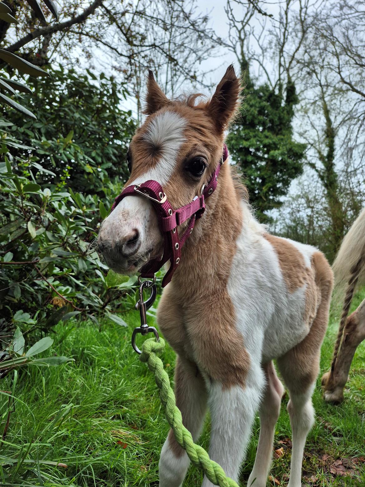 Welsh Partbred (Sec F) So Perfekt  billede 4