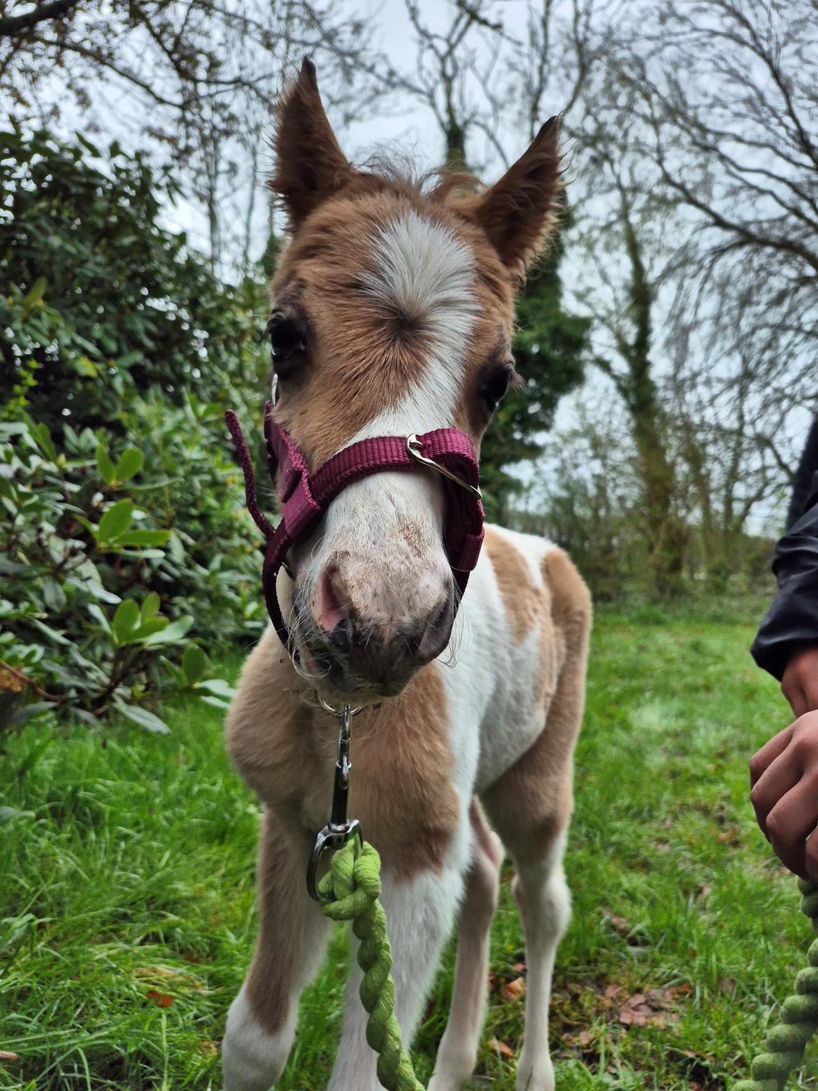 Welsh Partbred (Sec F) So Perfekt  billede 5