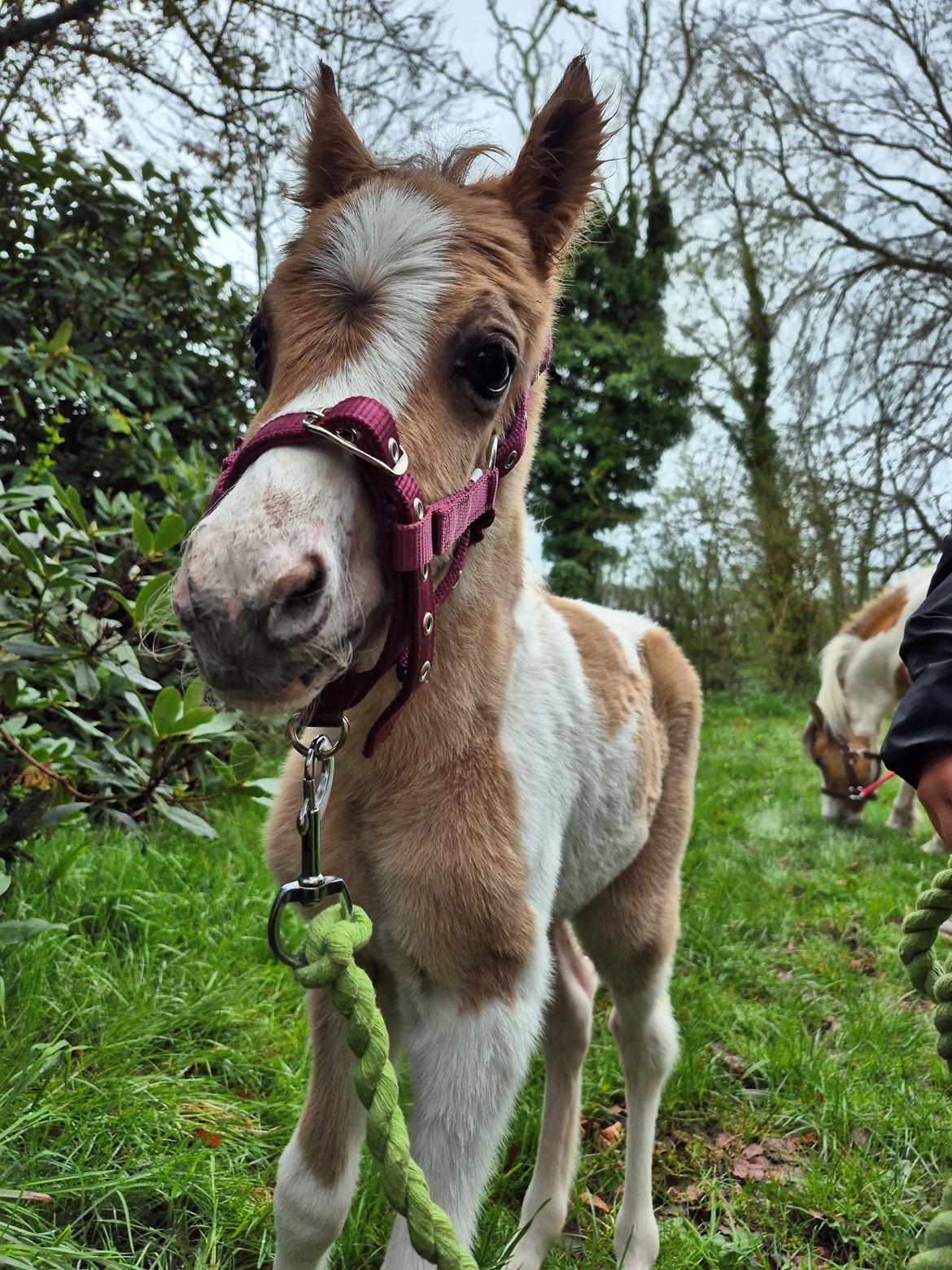 Welsh Partbred (Sec F) So Perfekt  billede 6
