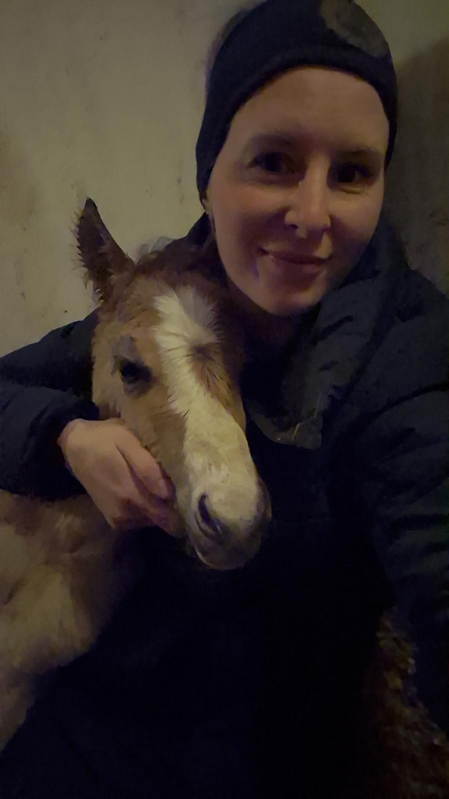 Welsh Partbred (Sec F) So Perfekt  billede 2