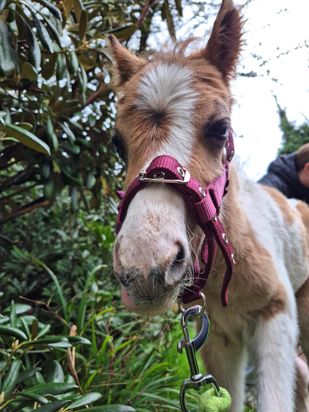 Welsh Partbred (Sec F) So Perfekt  billede 7