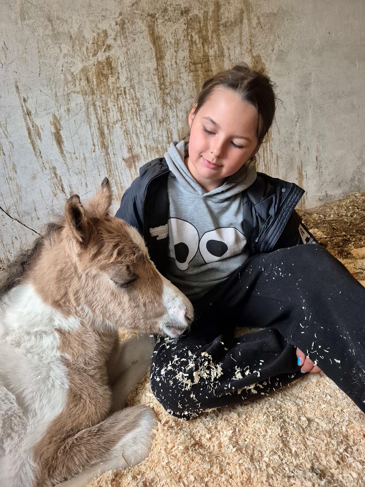 Welsh Partbred (Sec F) So Perfekt  billede 8