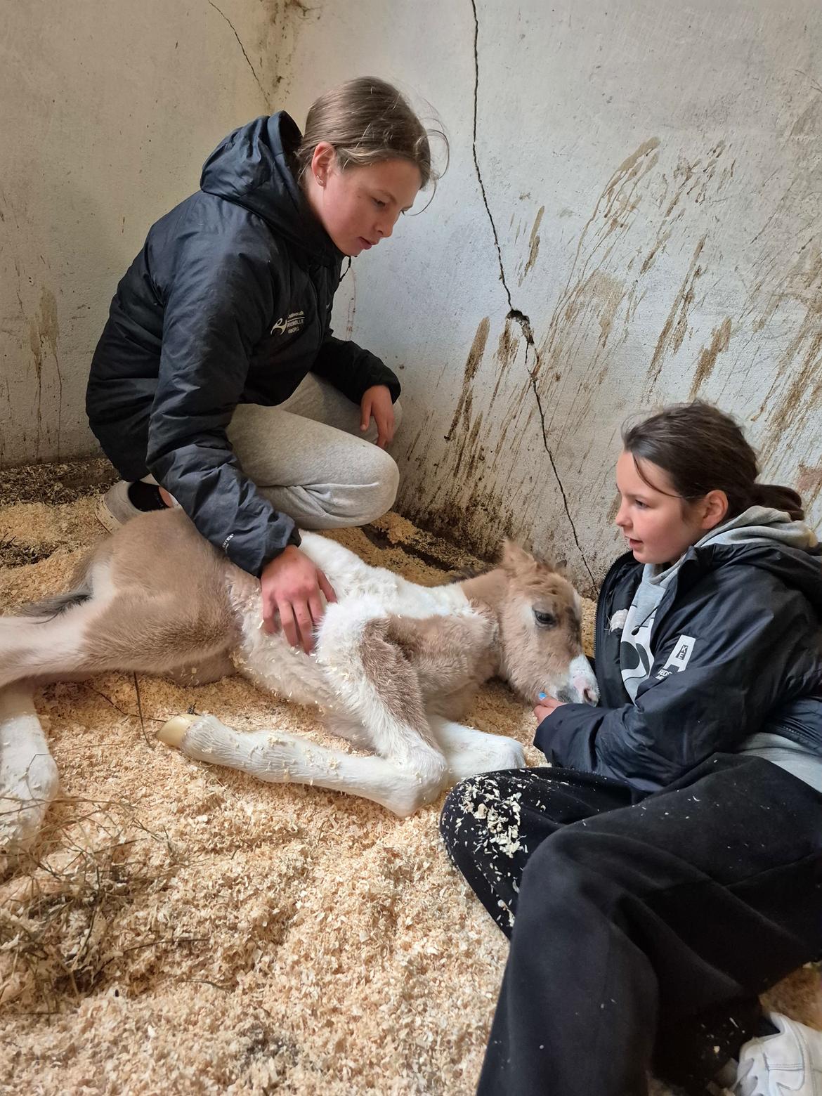 Welsh Partbred (Sec F) So Perfekt  billede 9