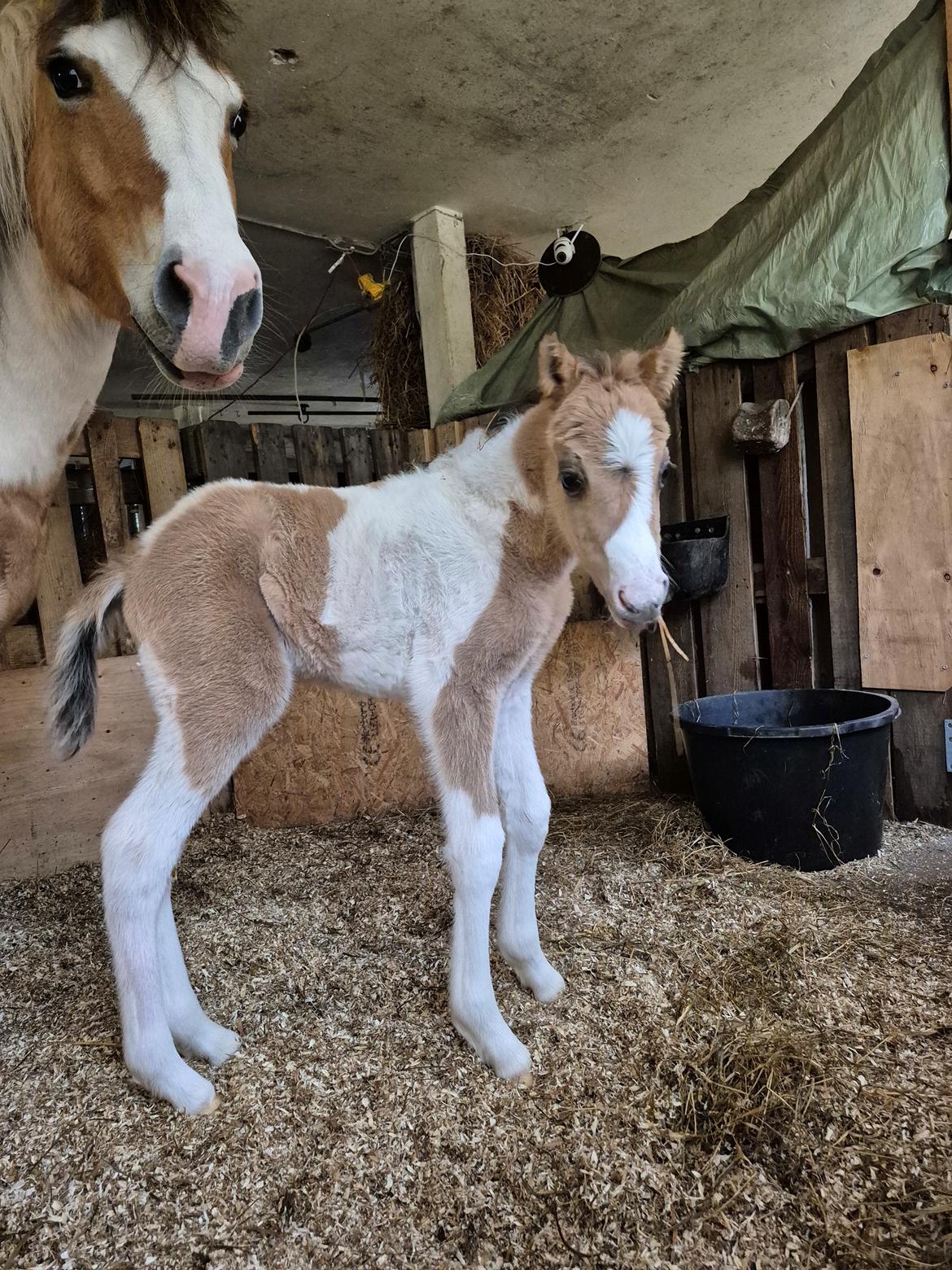 Welsh Partbred (Sec F) So Perfekt  billede 10