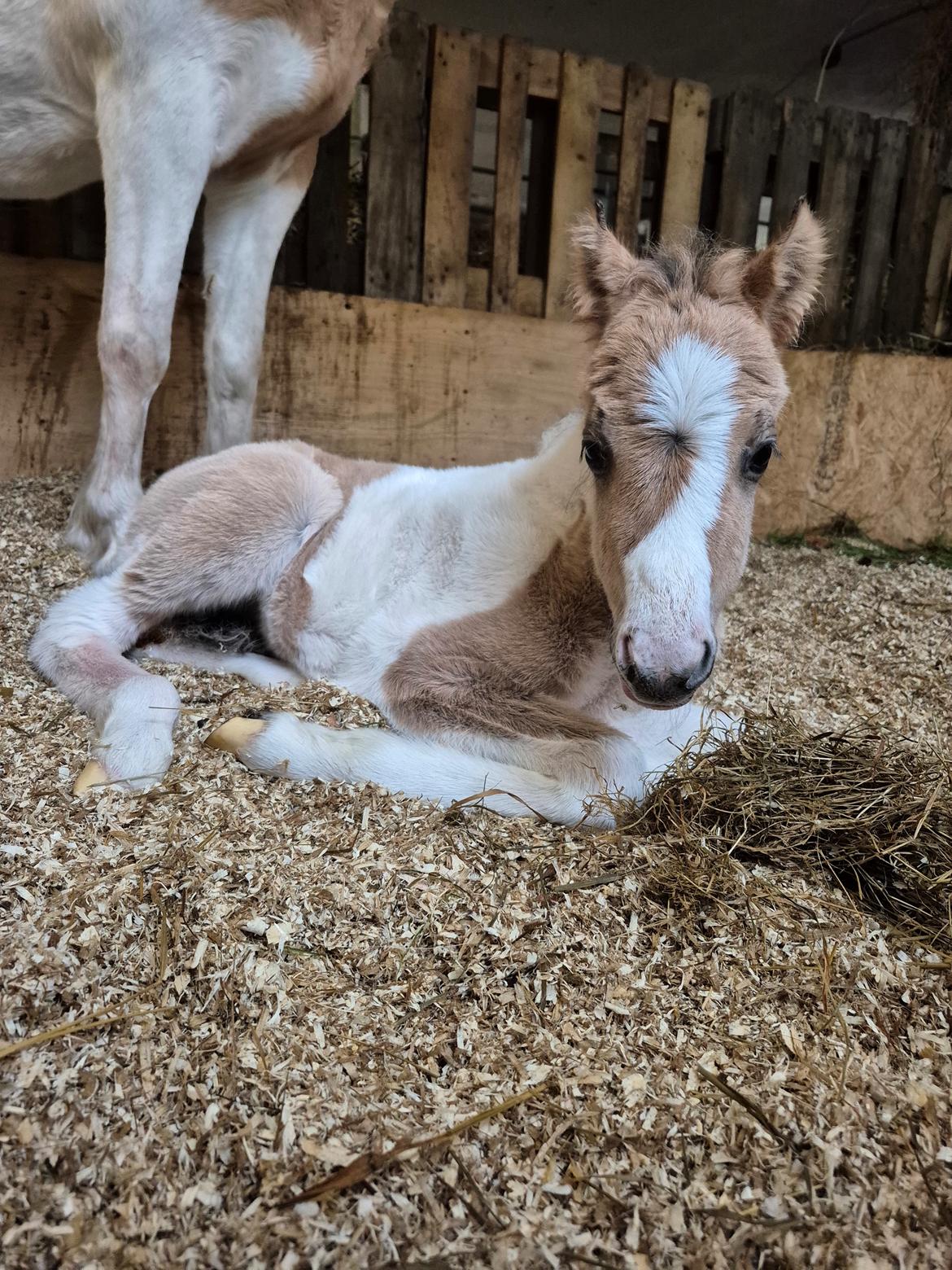 Welsh Partbred (Sec F) So Perfekt  billede 11