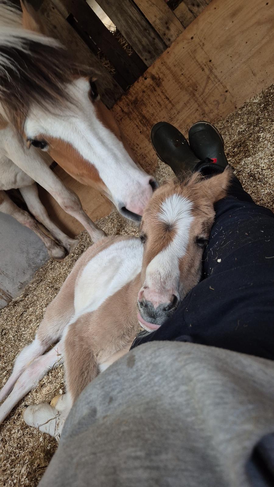 Welsh Partbred (Sec F) So Perfekt  billede 13