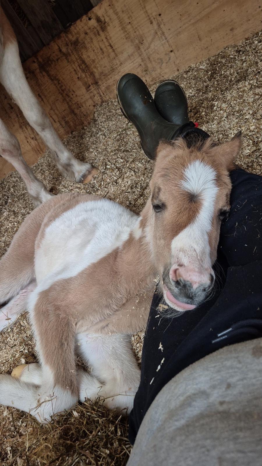 Welsh Partbred (Sec F) So Perfekt  billede 12