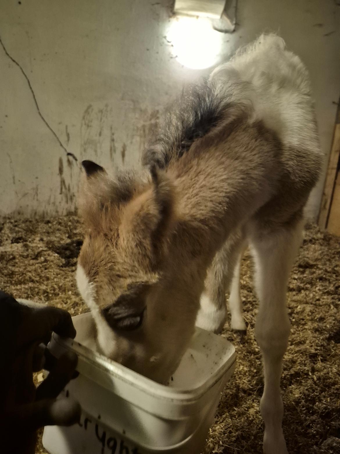 Welsh Partbred (Sec F) So Perfekt  billede 15