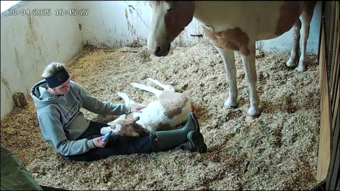 Welsh Partbred (Sec F) So Perfekt  billede 14